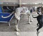 Small Photo #2 Great Dane Puppy For Sale in Palm Beach, FL, USA