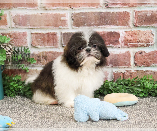 Medium Photo #12 Shih Tzu Puppy For Sale in SYRACUSE, IN, USA