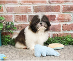 Small #11 Shih Tzu