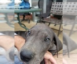 Small Photo #9 Great Dane Puppy For Sale in FARMERSVILLE, TX, USA