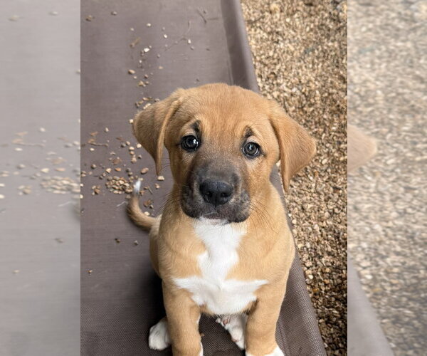 Medium Photo #1 Great Pyrenees-Mastiff Mix Puppy For Sale in Bolivar, MO, USA