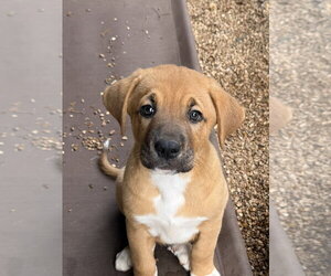 Great Pyrenees-Mastiff Mix Dogs for adoption in Bolivar, MO, USA