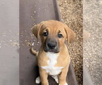 Small Great Pyrenees-Mastiff Mix