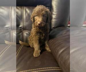Labradoodle Puppy for sale in FINLAYSON, MN, USA