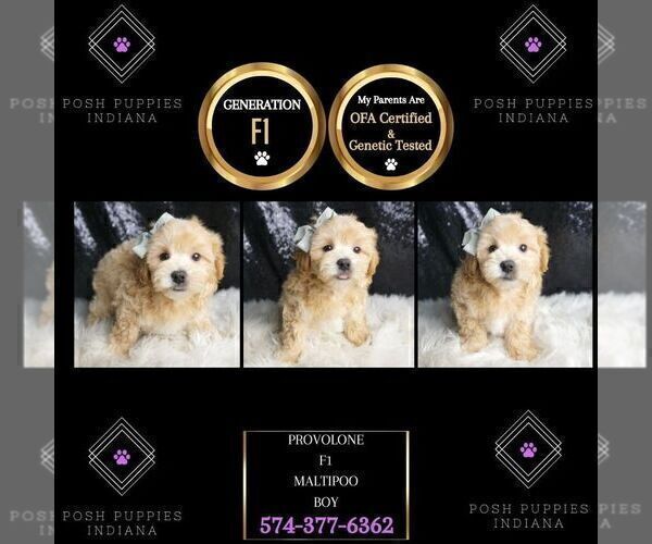 Medium Photo #2 Maltipoo Puppy For Sale in WARSAW, IN, USA