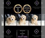 Small #1 Maltipoo