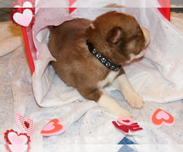 Full screen Photo #4 Siberian Husky Puppy For Sale in TERRE HAUTE, IN, USA