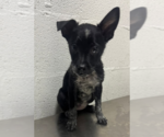 Small Mutt