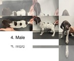 Puppy Puppy 4 German Shorthaired Pointer