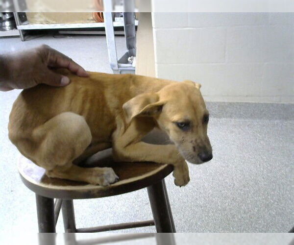 Medium Photo #1 Labrador Retriever-Unknown Mix Puppy For Sale in Pasadena, TX, USA