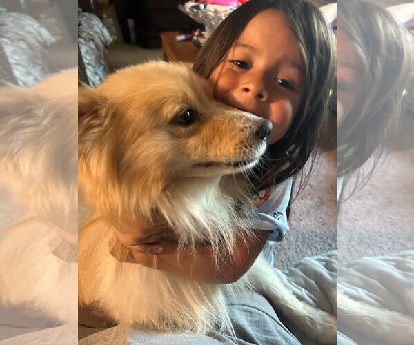 Medium Photo #4 Pomeranian-Unknown Mix Puppy For Sale in Grafton, WI, USA