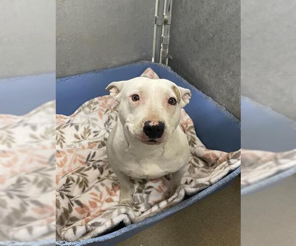 Medium Photo #1 Bull Terrier-Unknown Mix Puppy For Sale in HESPERIA, CA, USA