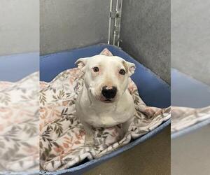 Bull Terrier-Unknown Mix Dogs for adoption in HESPERIA, CA, USA