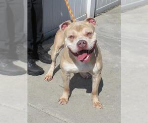 American Pit Bull Terrier Dogs for adoption in Louisville, KY, USA