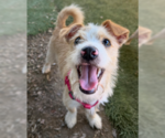 Small #1 Mutt