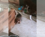 Small Photo #14 Labrador Retriever-Red Heeler Mix Puppy For Sale in CEDAR CITY, UT, USA