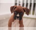 Small #5 Boxer