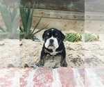 Small Photo #6 Olde English Bulldogge Puppy For Sale in POWAY, CA, USA