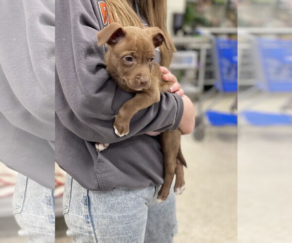 Medium Photo #1 Bulldog Puppy For Sale in Winter, WI, USA