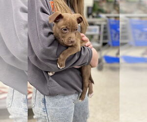 Bulldog Dogs for adoption in Winter, WI, USA