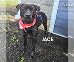 Small #1 American Staffordshire Terrier Mix