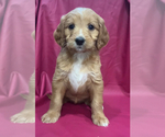 Puppy Annie Cavapoo-Goldendoodle Mix