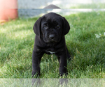 Small Photo #43 Cane Corso Puppy For Sale in WAKARUSA, IN, USA