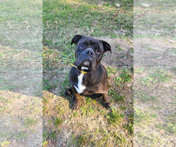 Medium Photo #2 American Bulldog-Unknown Mix Puppy For Sale in Shreveport, LA, USA