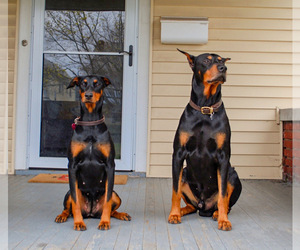 Doberman Pinscher Litter for sale in OLMSTED FALLS, OH, USA