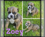 Image preview for Ad Listing. Nickname: Zoey