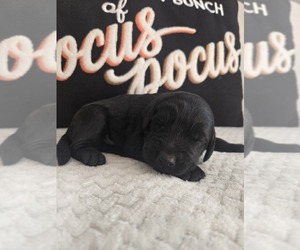 Labradoodle Puppy for Sale in WILLIAMSTOWN, Kentucky USA