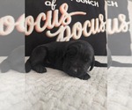 Image preview for Ad Listing. Nickname: Gus