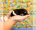 Image preview for Ad Listing. Nickname: Tiny Jaxton