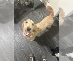 Goldendoodle Puppy for sale in BLOOMFIELD, NJ, USA
