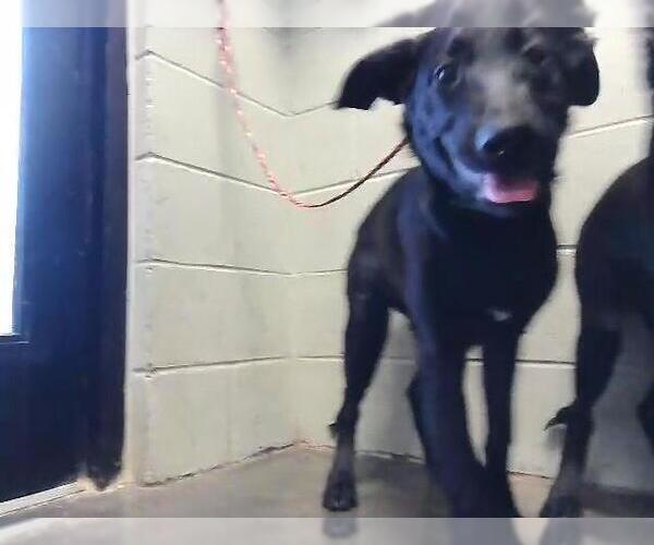 Medium Photo #1 Labrador Retriever Puppy For Sale in Tulsa, OK, USA