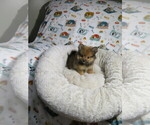 Small Photo #1 Pomeranian Puppy For Sale in COOKEVILLE, TN, USA