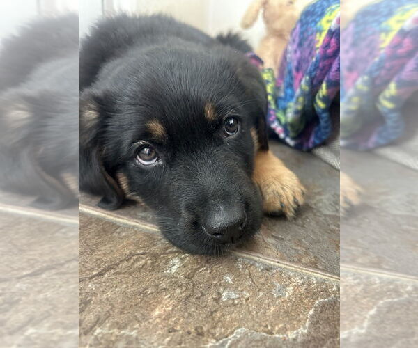 Medium Photo #3 German Shepherd Dog-Unknown Mix Puppy For Sale in West Sacramento, CA, USA