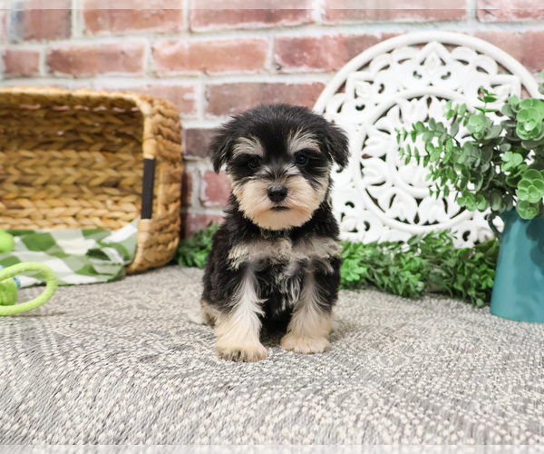 Medium Photo #6 Schnauzer (Miniature) Puppy For Sale in SYRACUSE, IN, USA