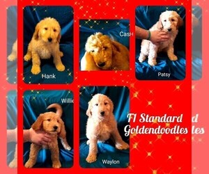 Goldendoodle Puppy for sale in DUNCAN, OK, USA