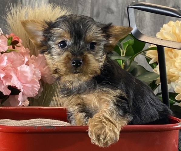 Medium Photo #5 Yorkshire Terrier Puppy For Sale in CANOGA, NY, USA