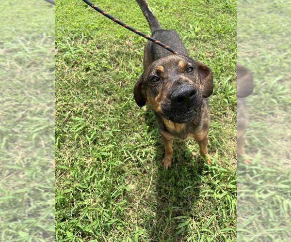 Medium Photo #3 Mutt Puppy For Sale in Abbeville, LA, USA