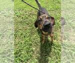 Small #2 Mutt