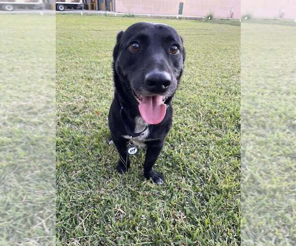 Medium Photo #1 Mutt Puppy For Sale in Abbeville, LA, USA