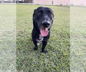 Mutt Dogs for adoption in Abbeville, LA, USA