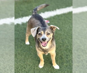 Chihuahua-Unknown Mix Dogs for adoption in Phoenix, AZ, USA