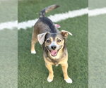 Buster - Male Chihuahua-Unknown Mix Dog for Adoption - Small photo