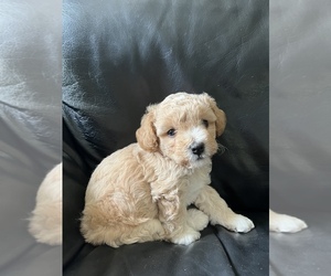 Poodle (Miniature) Puppy for sale in CITRUS HEIGHTS, CA, USA