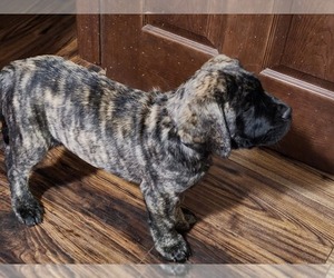 Mastiff Puppy for sale in OTTAWA, KS, USA