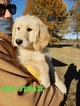 Small #22 Goldendoodle