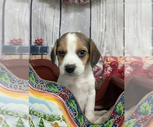 Beagle Puppy for sale in HAMMOND, IN, USA